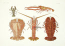 Aquatic Plants and Animals Slipper Lobster, Armored Lobster, Furrow Lobster - Panteek Antique Prints