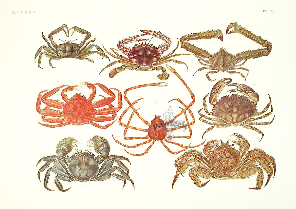 Aquatic Plants and Animals Snow Crab, Spider Crab, Coral Crab, Red Queen Crab