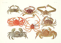 Aquatic Plants and Animals Snow Crab, Spider Crab, Coral Crab, Red Queen Crab - Panteek Antique Prints
