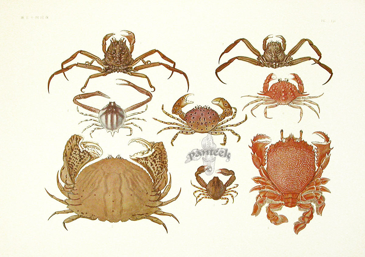 Aquatic Plants and Animals Spanner Crab, Spider Crab