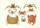 Aquatic Plants and Animals Spanner Crab, Spider Crab - Panteek Antique Prints