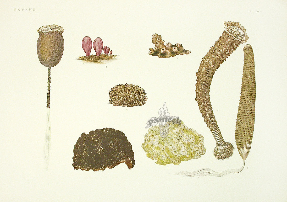 Aquatic Plants and Animals Sponges, Coral