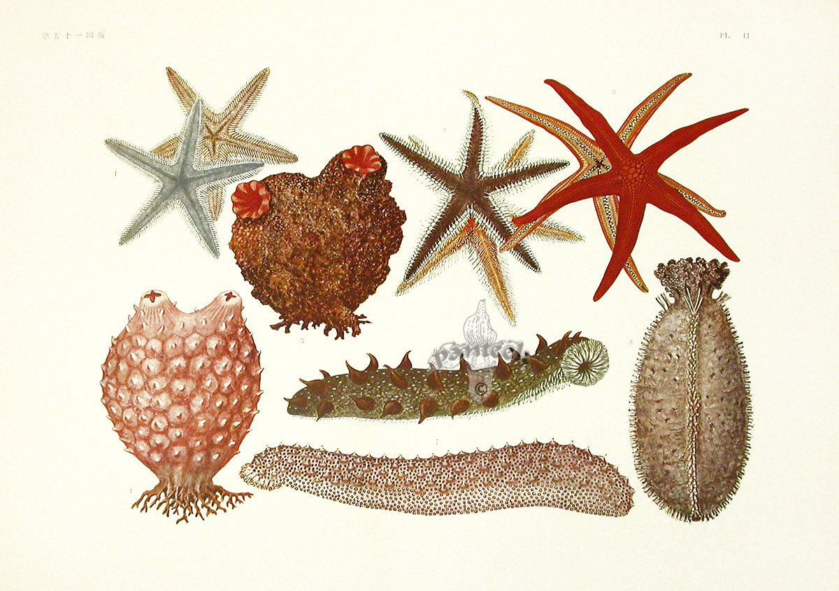 Aquatic Plants and Animals Starfish, Far Eastern Sea Cucumber