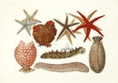 Aquatic Plants and Animals Starfish, Far Eastern Sea Cucumber - Panteek Antique Prints