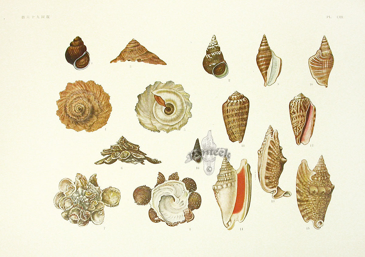 Aquatic Plants and Animals Strombus Shells, Turban Shells, Carrier Shells, Cone Shells