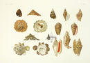 Aquatic Plants and Animals Strombus Shells, Turban Shells, Carrier Shells, Cone Shells - Panteek Antique Prints