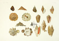 Aquatic Plants and Animals Strombus Shells, Turban Shells, Carrier Shells, Cone Shells - Panteek Antique Prints