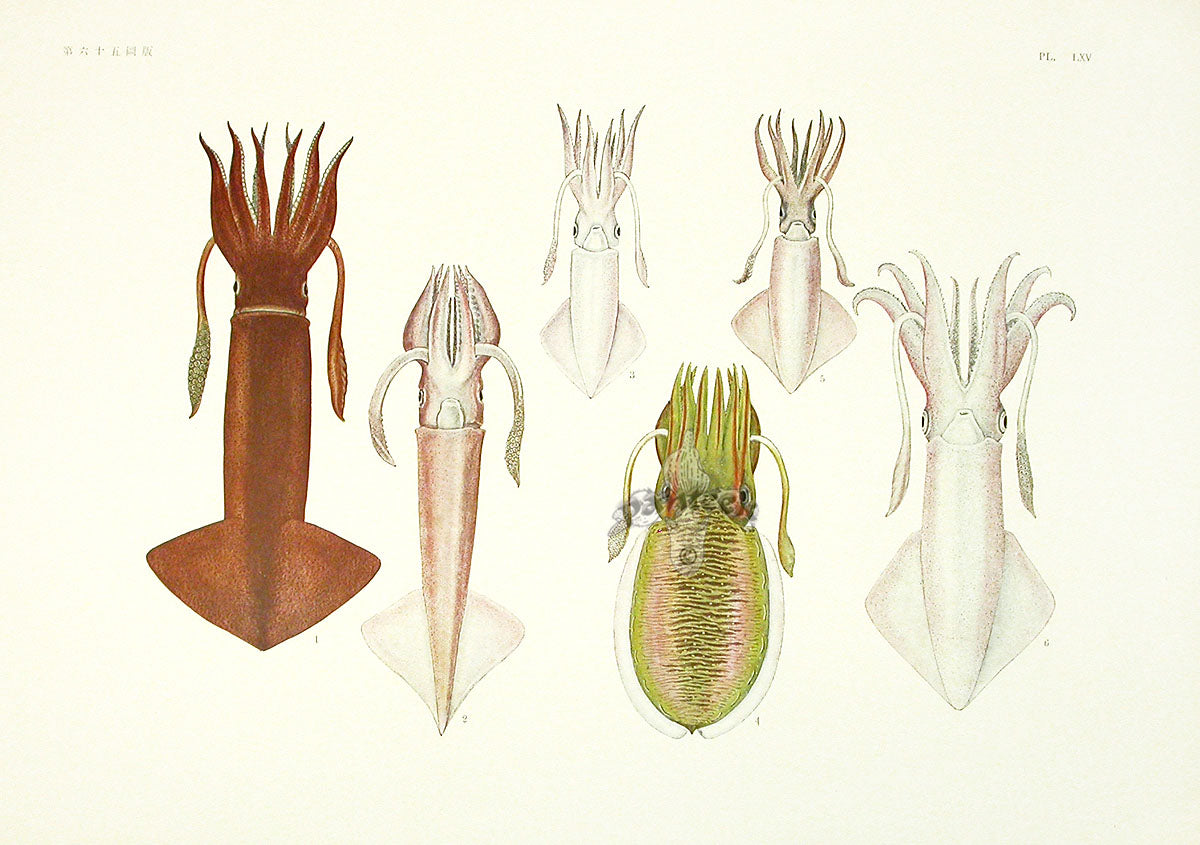 Aquatic Plants and Animals Sword-tip Squid