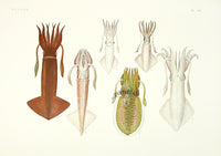 Aquatic Plants and Animals Sword-tip Squid - Panteek Antique Prints