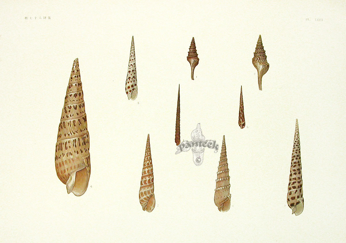 Aquatic Plants and Animals Terebra Shells