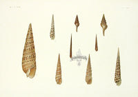 Aquatic Plants and Animals Terebra Shells - Panteek Antique Prints