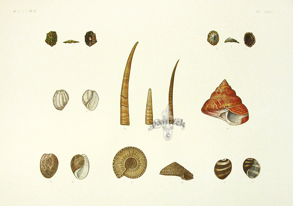 Aquatic Plants and Animals Tusk Shells