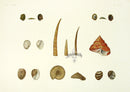 Aquatic Plants and Animals Tusk Shells - Panteek Antique Prints