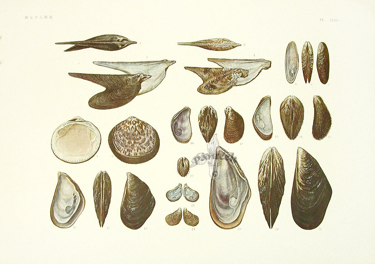 Aquatic Plants and Animals Wing Shells, Mussels, Twisted Wing Oysters, Ark Shells