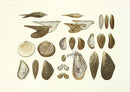 Aquatic Plants and Animals Wing Shells, Mussels, Twisted Wing Oysters, Ark Shells - Panteek Antique Prints