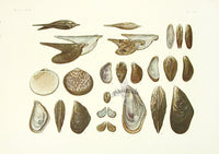Aquatic Plants and Animals Wing Shells, Mussels, Twisted Wing Oysters, Ark Shells - Panteek Antique Prints
