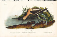 Audubon Birds 1840 American Avocet - Panteek Antique Prints