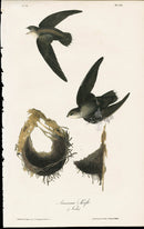 Audubon Birds 1840 American Swift Nests - Panteek Antique Prints