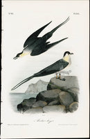 Audubon Birds 1840 Arctic Jager - Panteek Antique Prints