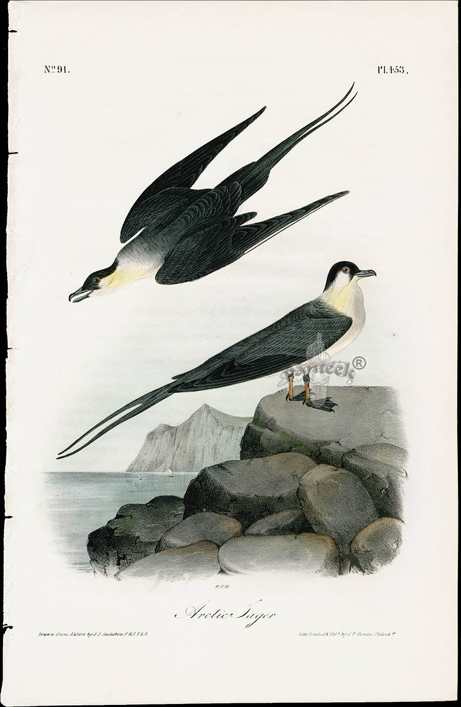 Audubon Birds 1840 Arctic Jager
