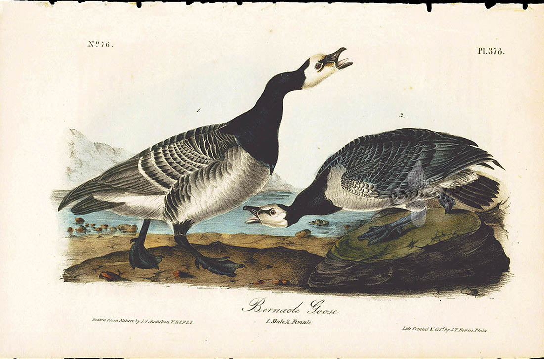 Audubon Birds 1840 Bernacle Goose