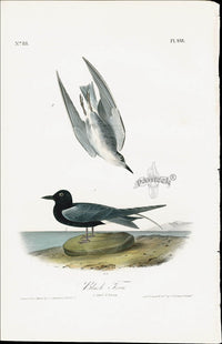 Audubon Birds 1840 Black Tern - Panteek Antique Prints