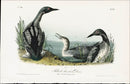 Audubon Birds 1840 Black-throated Diver - Panteek Antique Prints