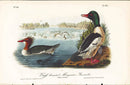 Audubon Birds 1840 Buff-breasted Merganser, Goosander - Panteek Antique Prints