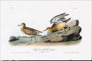 Audubon Birds 1840 Buffed breasted Sandpiper - Panteek Antique Prints