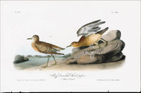 Audubon Birds 1840 Buffed breasted Sandpiper - Panteek Antique Prints
