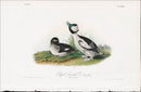 Audubon Birds 1840 Buffet-headed Duck - Panteek Antique Prints
