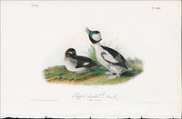 Audubon Birds 1840 Buffet-headed Duck - Panteek Antique Prints