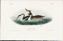 Audubon Birds 1840 Crested Grebe - Panteek Antique Prints