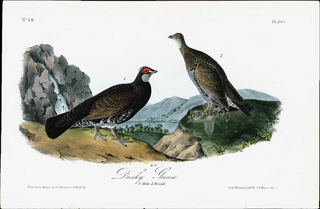 Audubon Birds 1840 Dusky Grouse