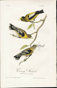 Audubon Birds 1840 Evening Grosbeak - Panteek Antique Prints