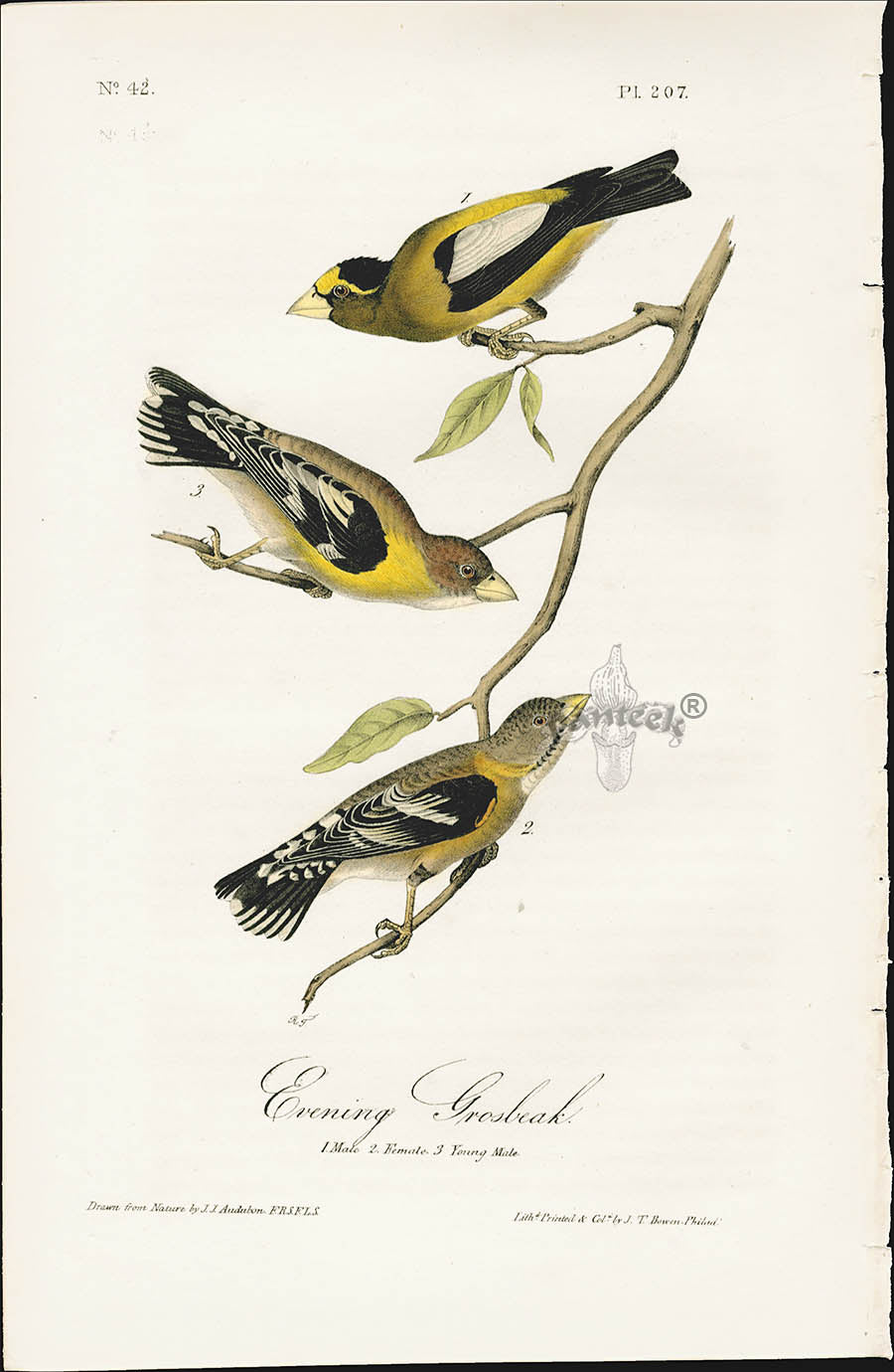 Audubon Birds 1840 Evening Grosbeak