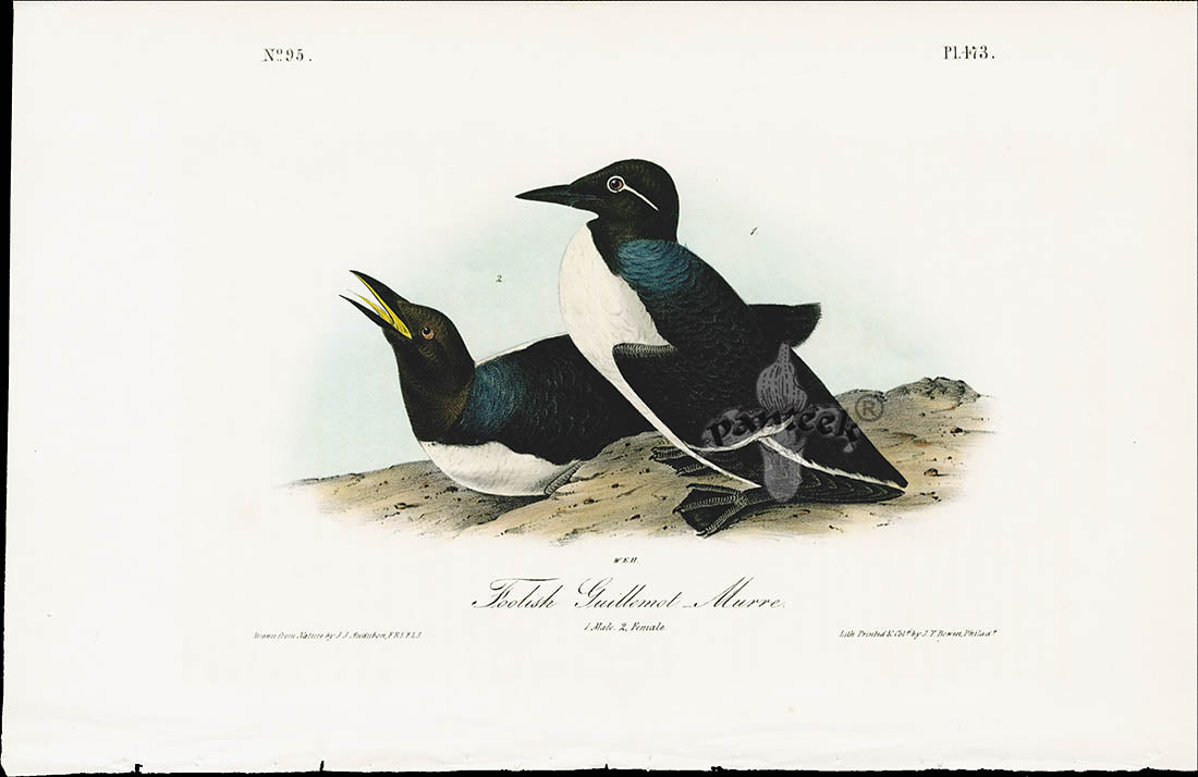 Audubon Birds 1840 Foolish Guillemot, Murre