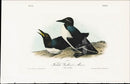 Audubon Birds 1840 Foolish Guillemot, Murre - Panteek Antique Prints
