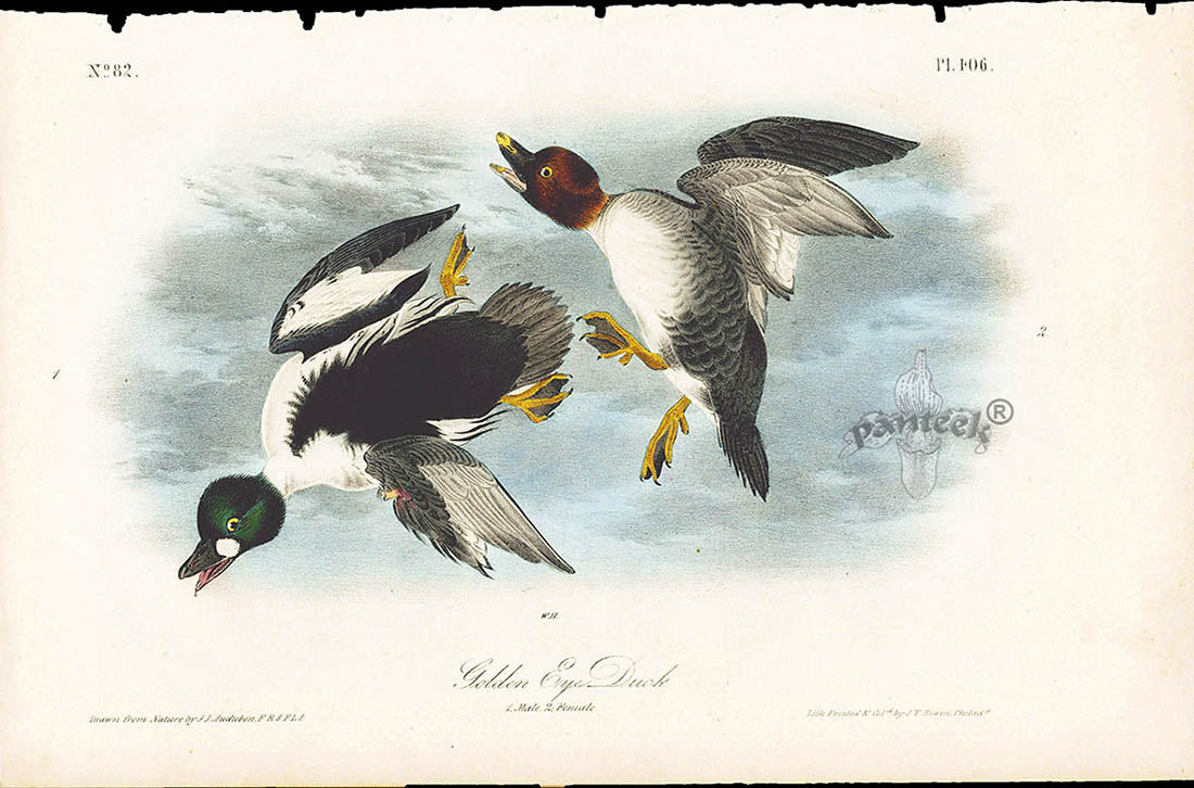 Audubon Birds 1840 Golden Eye Duck