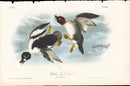 Audubon Birds 1840 Golden Eye Duck - Panteek Antique Prints