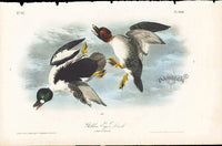 Audubon Birds 1840 Golden Eye Duck - Panteek Antique Prints