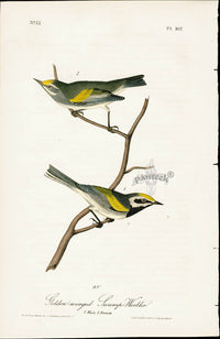 Audubon Birds 1840 Golden-winged Swamp Warbler - Panteek Antique Prints