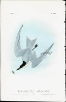 Audubon Birds 1840 Gull billed Tern, Marsh Tern - Panteek Antique Prints