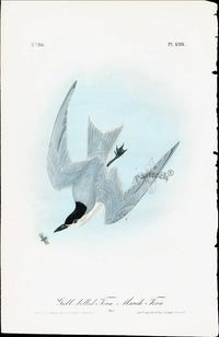 Audubon Birds 1840 Gull billed Tern, Marsh Tern - Panteek Antique Prints