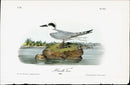 Audubon Birds 1840 Havells Tern - Panteek Antique Prints
