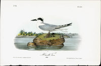 Audubon Birds 1840 Havells Tern - Panteek Antique Prints