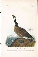 Audubon Birds 1840 Hutchin's Goose - Panteek Antique Prints