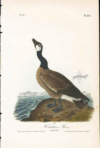 Audubon Birds 1840 Hutchin's Goose - Panteek Antique Prints