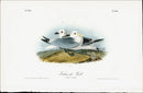 Audubon Birds 1840 Kittiwake Gull - Panteek Antique Prints