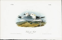 Audubon Birds 1840 Kittiwake Gull - Panteek Antique Prints